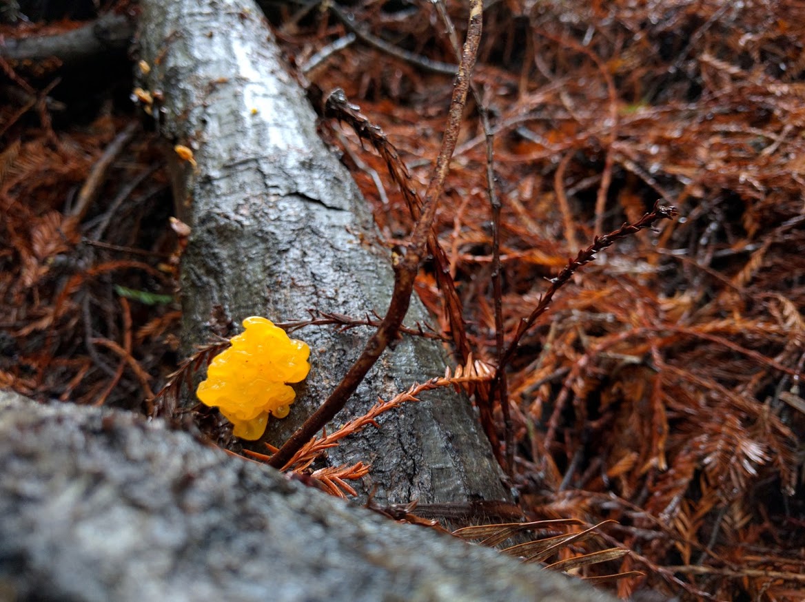 Yellow Witch's Butter