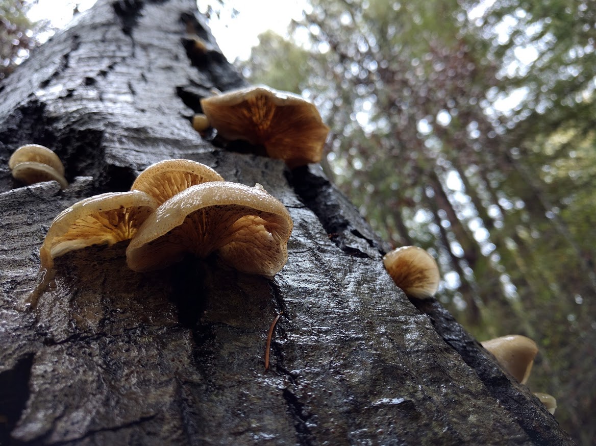 Oyster Mushrooms?