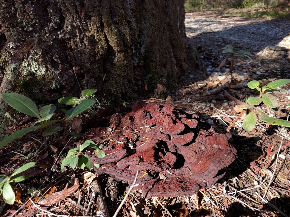 Polypore