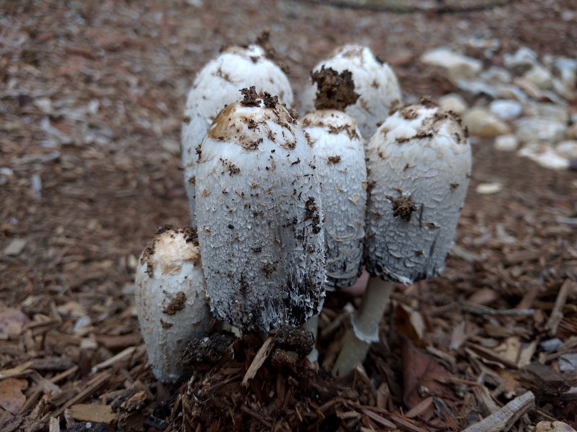 Shaggy Manes